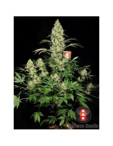 SERIOUS SEEDS - AK 47 - 2