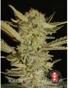 SERIOUS SEEDS - Bubble Gum - 1