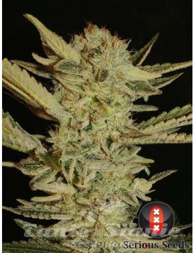 SERIOUS SEEDS - Bubble Gum - 1