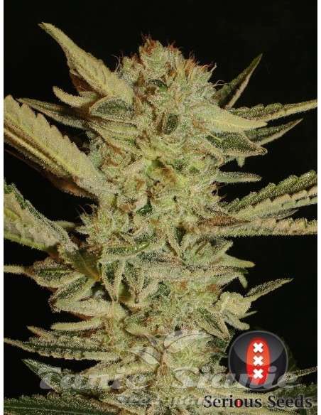 SERIOUS SEEDS - Bubble Gum - 1