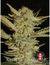 SERIOUS SEEDS - Bubble Gum - 1