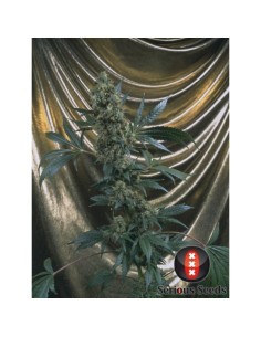 SERIOUS SEEDS - Bubble Gum - 1 2
