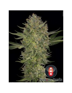 SERIOUS SEEDS - Serious Kush - 1