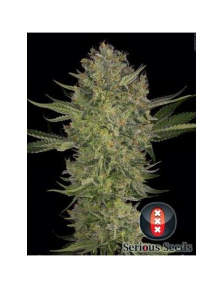 SERIOUS SEEDS - Serious Kush - 1