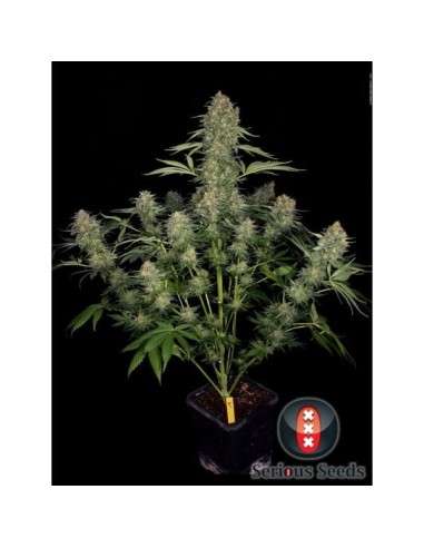 SERIOUS SEEDS - Serious Kush - 3
