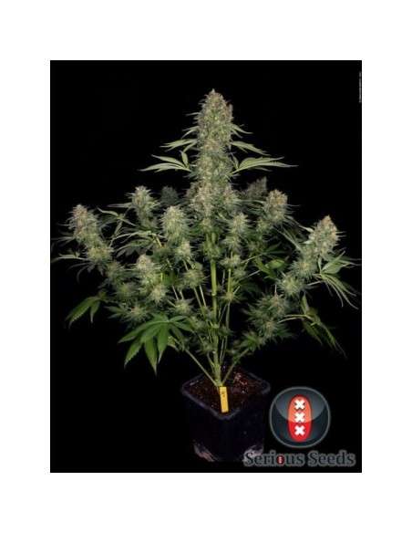 SERIOUS SEEDS - Serious Kush - 3