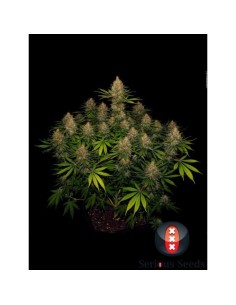 SERIOUS SEEDS - Strawberry AK - 1