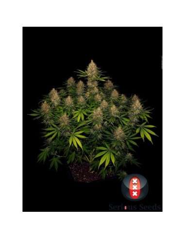 SERIOUS SEEDS - Strawberry AK - 1