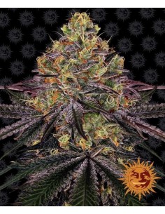 Barney's Farm - Watermelon Zkittlez - 1
