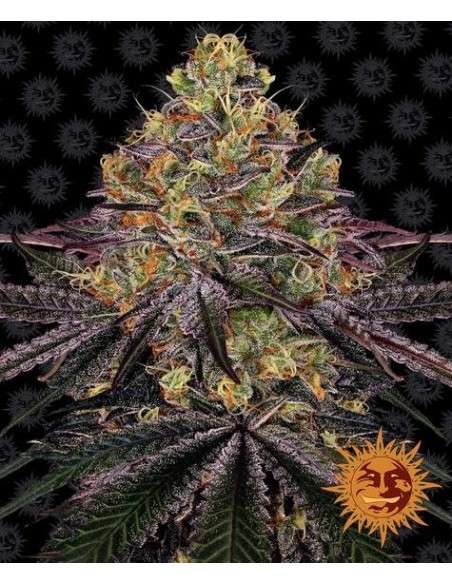 Barney's Farm - Watermelon Zkittlez - 1