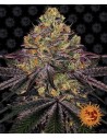 Barney's Farm - Watermelon Zkittlez - 1