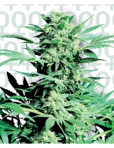 SENSI SEEDS - Shiva Skunk - 1