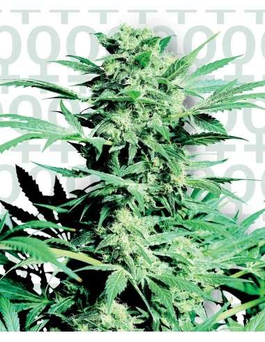 SENSI SEEDS - Shiva Skunk - 1