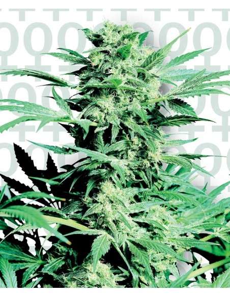 SENSI SEEDS - Shiva Skunk - 1