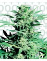 SENSI SEEDS - Shiva Skunk - 1