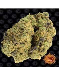 Barney's Farm - Watermelon Zkittlez - 1 2