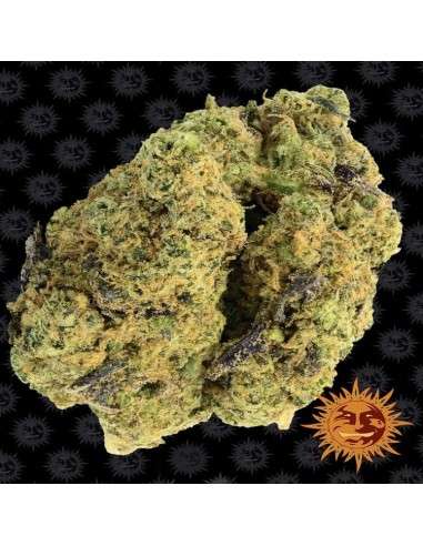 Barney's Farm - Watermelon Zkittlez - 2