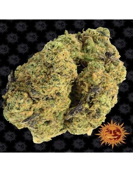 Barney's Farm - Watermelon Zkittlez - 2