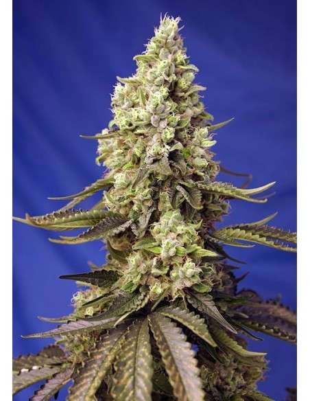 Sweet Seeds - Runtz XL Auto - 1