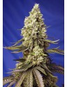 Sweet Seeds - Runtz XL Auto - 1