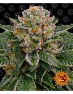 Barney's Farm - Skywalker OG Auto - 1