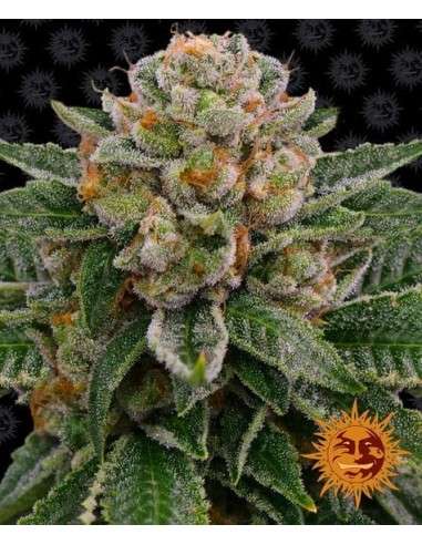Barney's Farm - Skywalker OG Auto - 1
