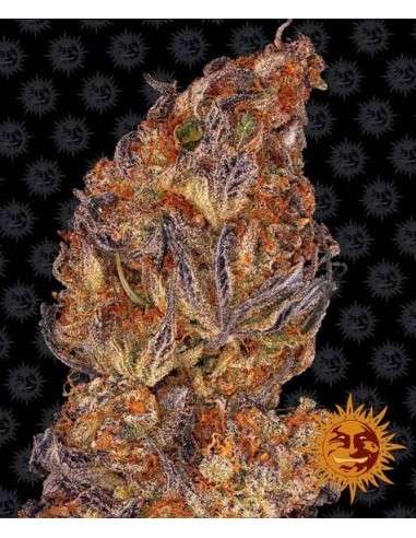 Barney's Farm - Runtz Auto - 1