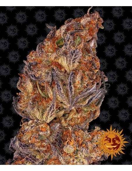 Barney's Farm - Runtz Auto - 1