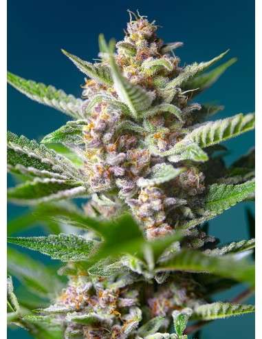 Sweet Seeds - Purple Punch OG - 1