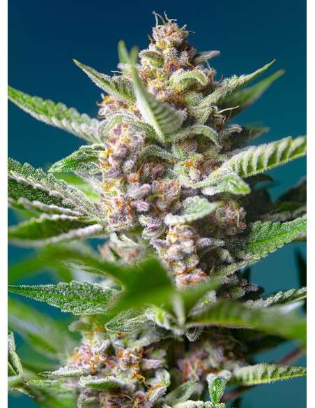 Sweet Seeds - Purple Punch OG - 1