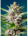 Sweet Seeds - Purple Punch OG - 1