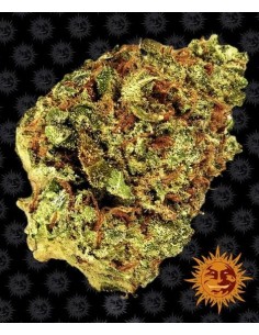 Barney's Farm - Watermelon Zkittlez Auto - 1
