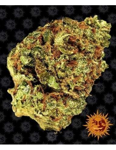 Barney's Farm - Watermelon Zkittlez Auto - 1