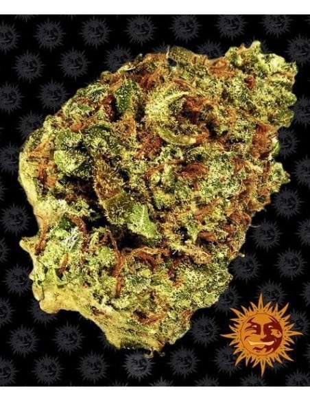 Barney's Farm - Watermelon Zkittlez Auto - 1