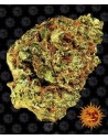Barney's Farm - Watermelon Zkittlez Auto - 1