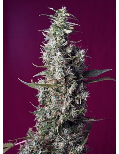 Sweet Seeds - Sweet Cherry Pie - 1