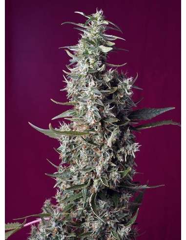 Sweet Seeds - Sweet Cherry Pie - 1