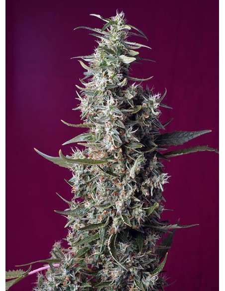 Sweet Seeds - Sweet Cherry Pie - 1