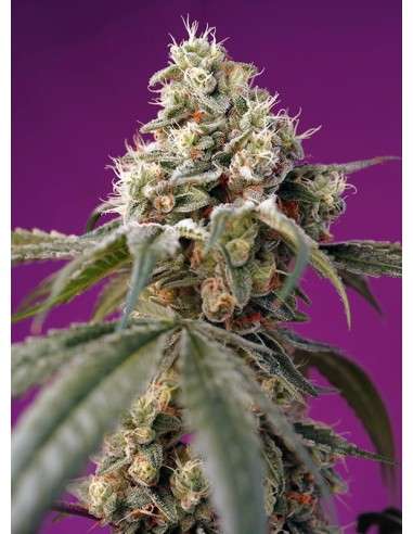 Sweet Seeds - Bruce Banner Auto - 1