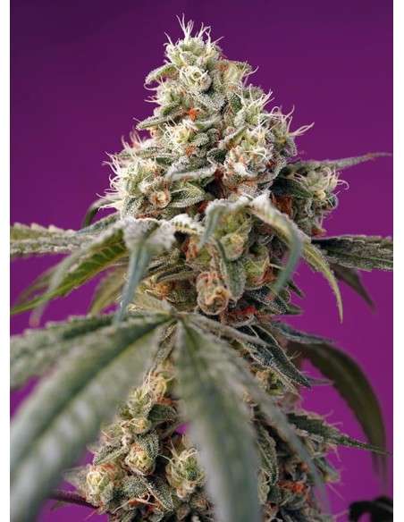 Sweet Seeds - Bruce Banner Auto - 1