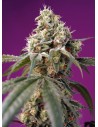 Sweet Seeds - Bruce Banner Auto - 1