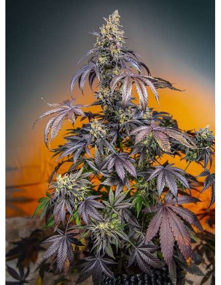 Sweet Seeds - Red Gorilla Girl XL Auto - 1