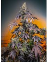 Sweet Seeds - Red Gorilla Girl XL Auto - 1