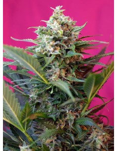 SWEET SEEDS - Big Devil XL Auto - 1
