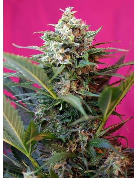 SWEET SEEDS - Big Devil XL Auto - 1