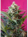 SWEET SEEDS - Big Devil XL Auto - 1