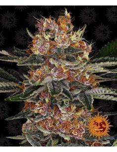 Barney's Farm - Purple Punch Auto - 1