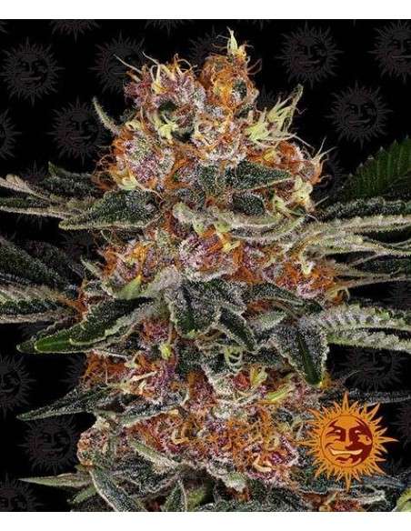 Barney's Farm - Purple Punch Auto - 1