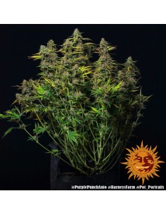 Barney's Farm - Purple Punch Auto - 1 2