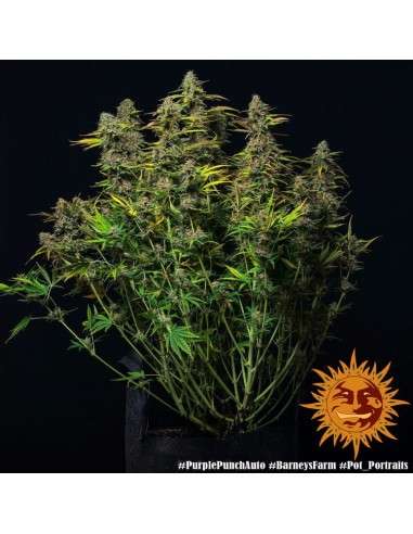 Barney's Farm - Purple Punch Auto - 2